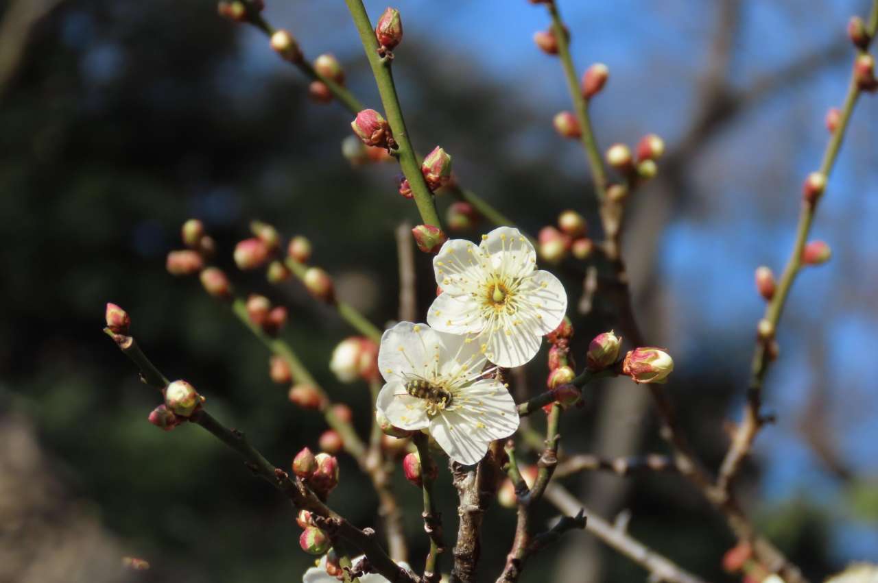 小石川後楽園 庭園の見どころ（1月5日）：早咲きのウメ開花｜公園へ行